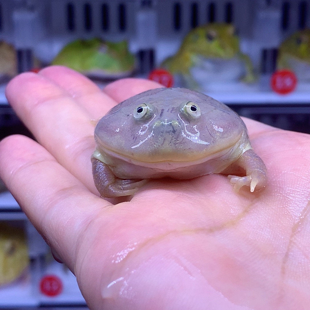 角蛙一对小丑专拍链接