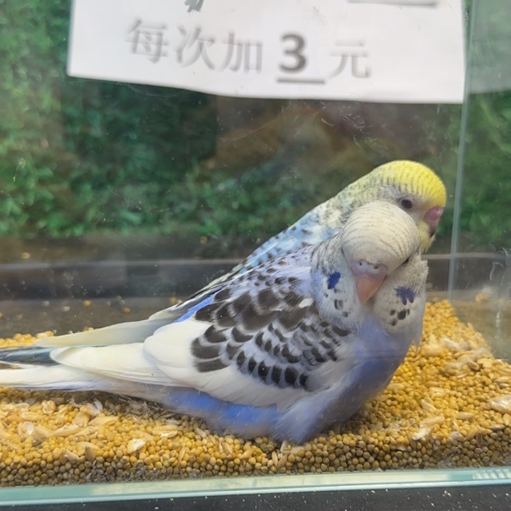 虎皮鹦鹉大头虎皮鹦鹉