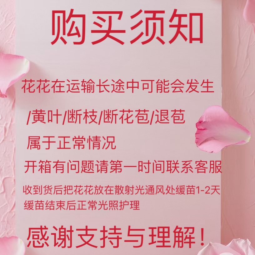 成媛【扶苏】新品红色丝绒质感根接月季 根接苗 灌木大花浓香
