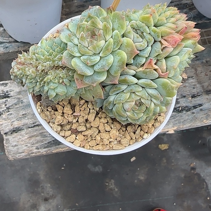 青蛙王子儿童牙膏套装11