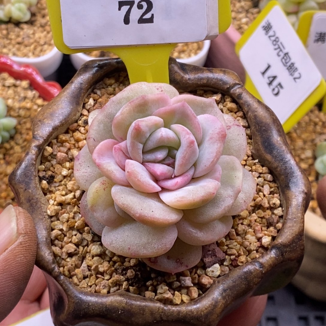 272冰透糖心石化带锦