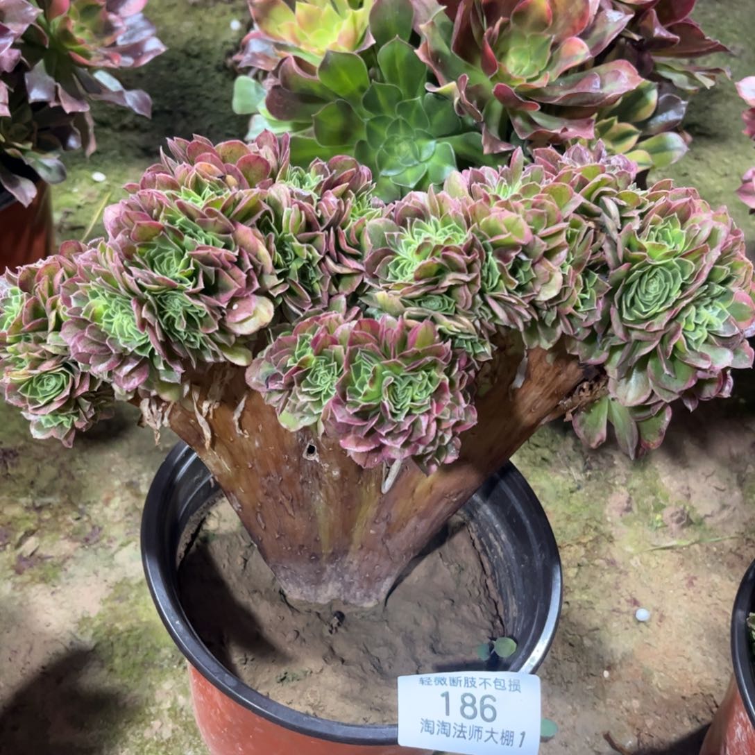 186万圣节奶白缀化多肉植物法师