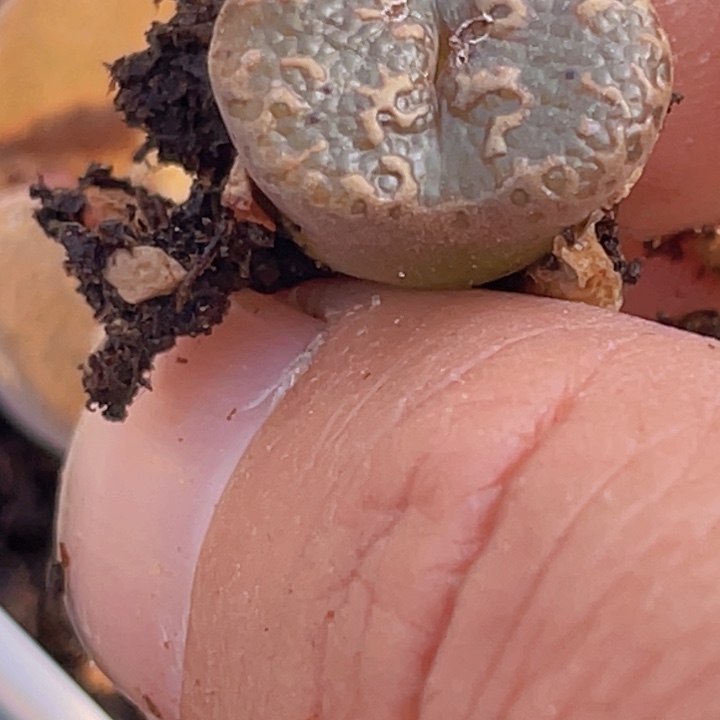 488899898899889998899999