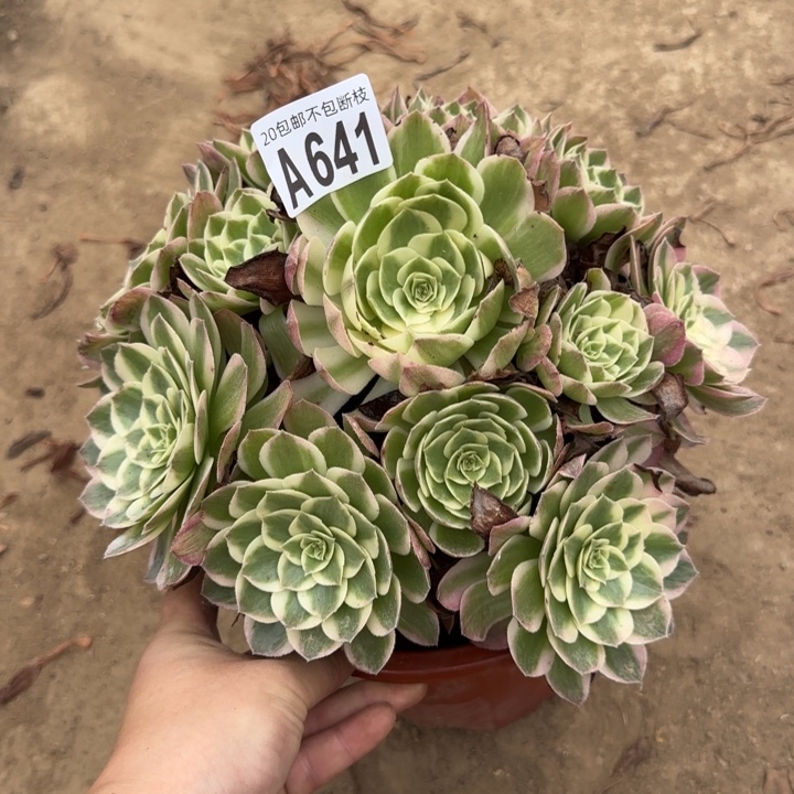 海王……多肉植物……