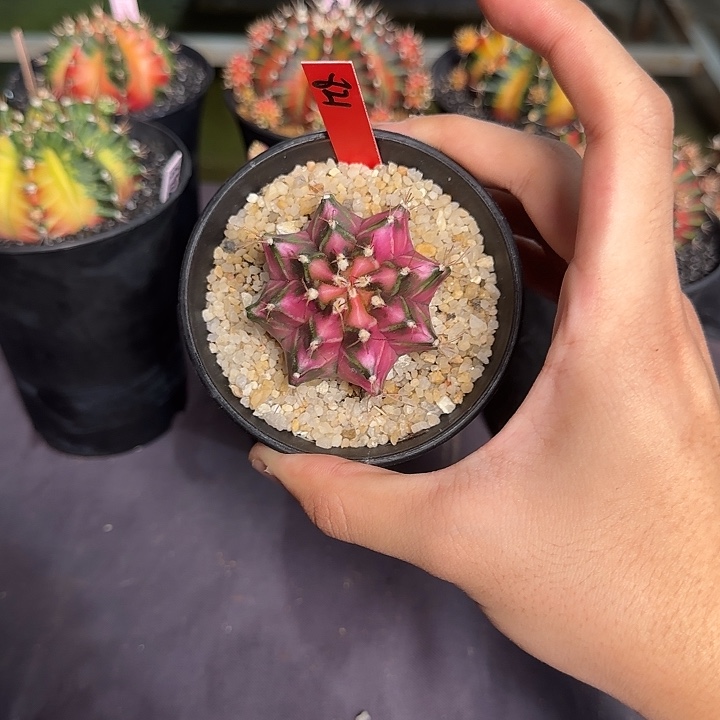 821-0329泰国发货