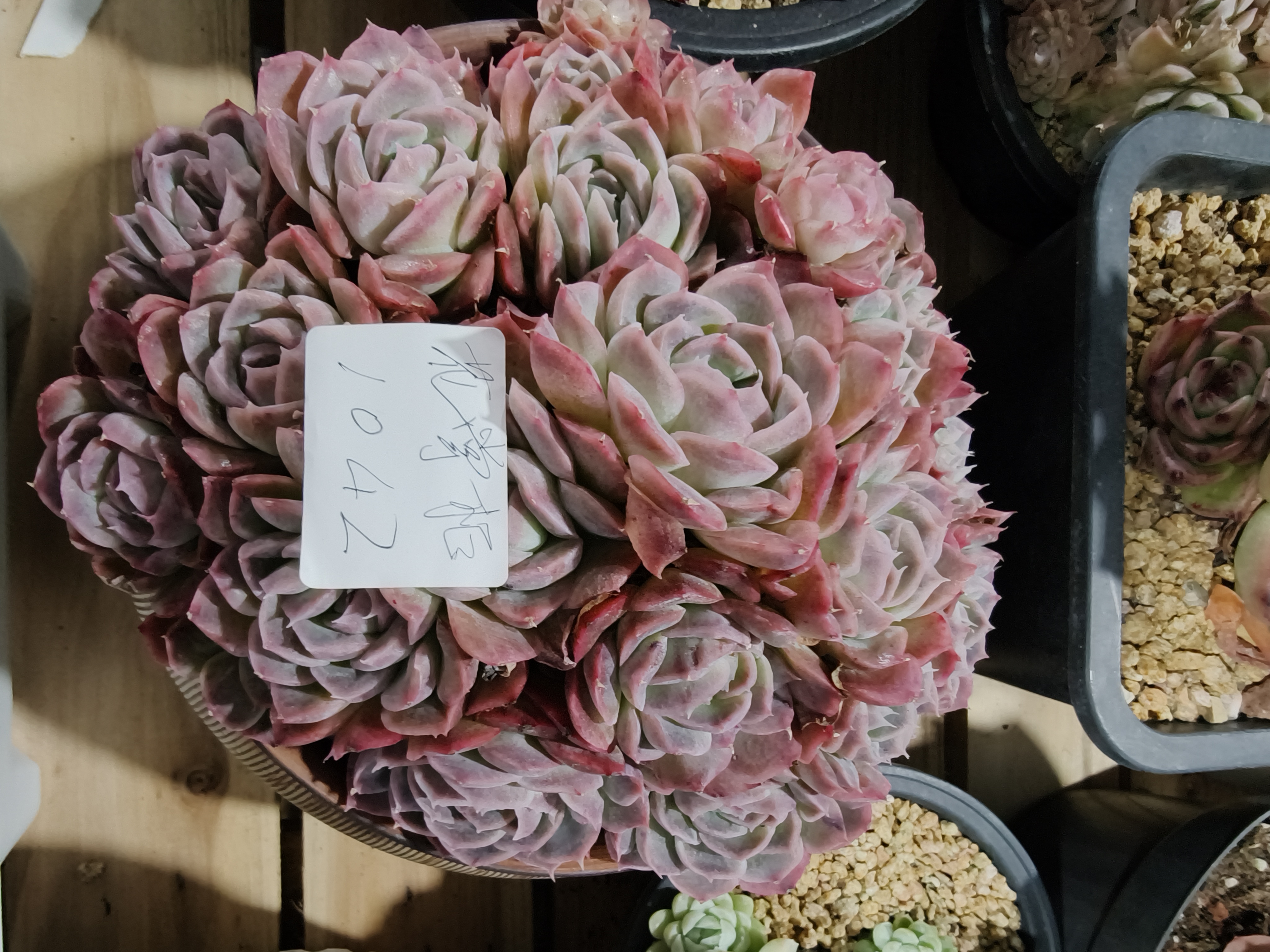 1042花掌柜精品杂交多肉