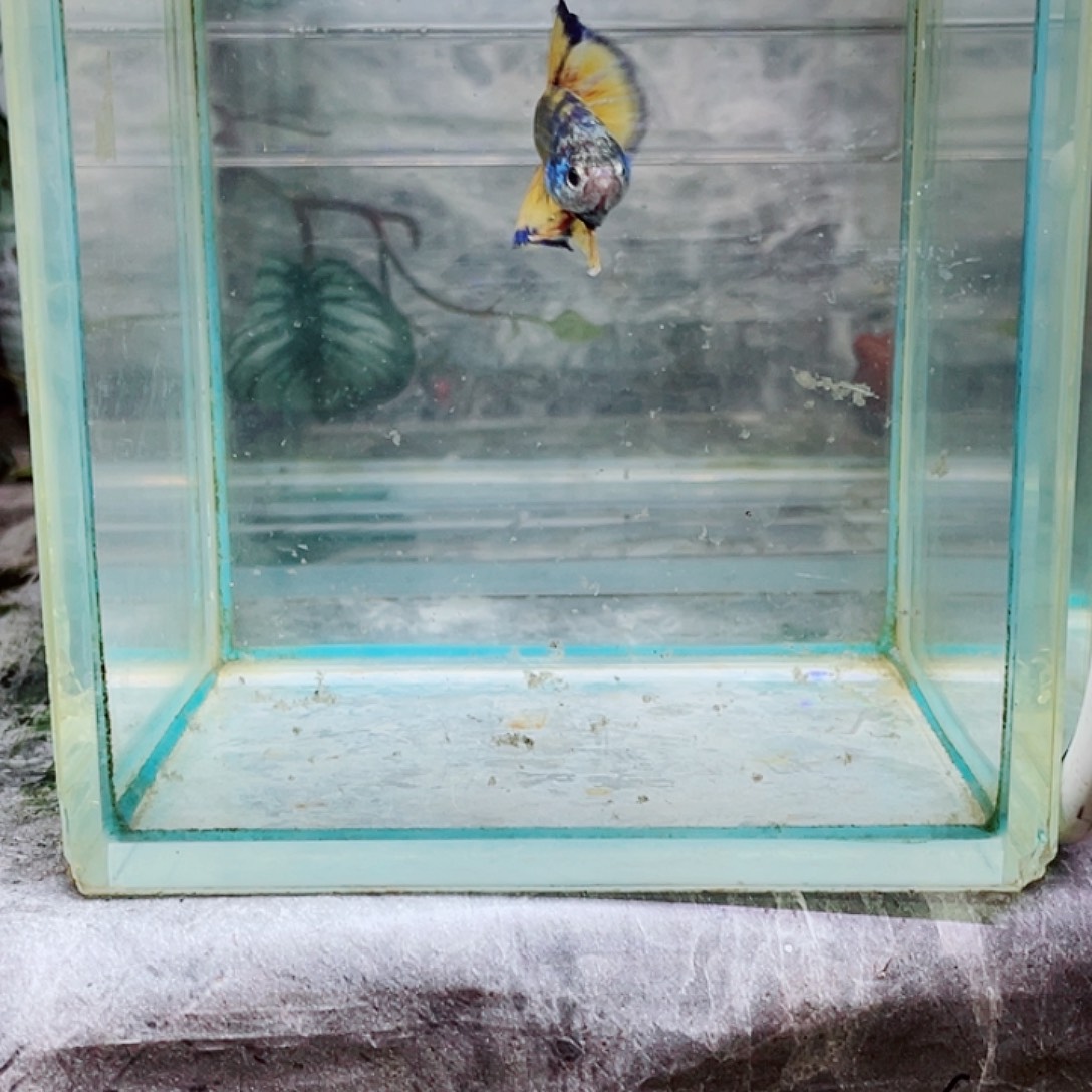 斗鱼育平斗鱼泰国斗鱼