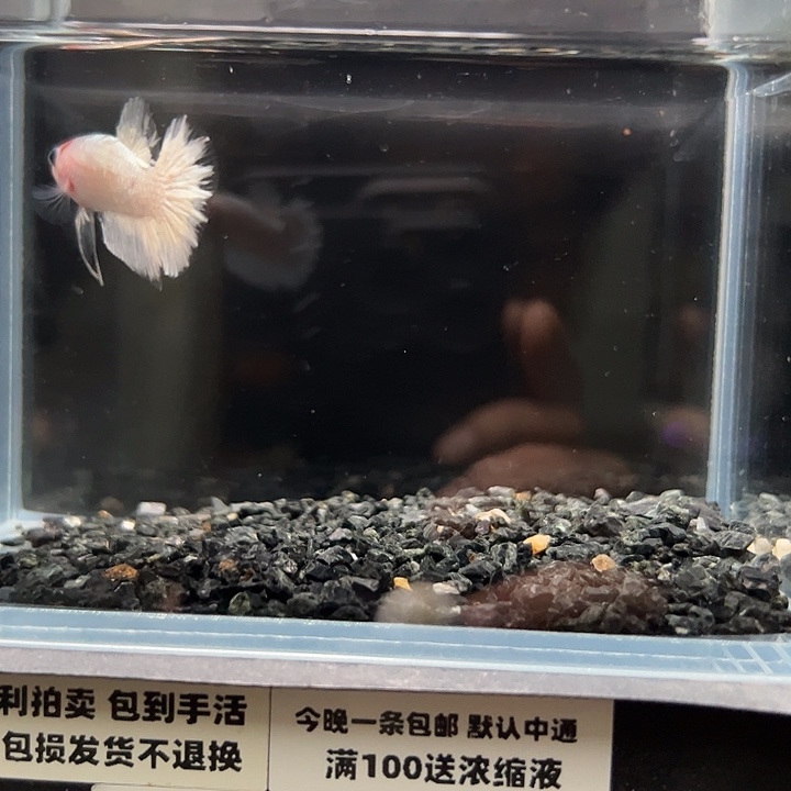 斗鱼跑单拉黑4日115