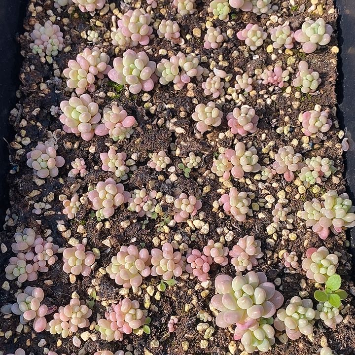 289 多肉植物盆栽花卉植物