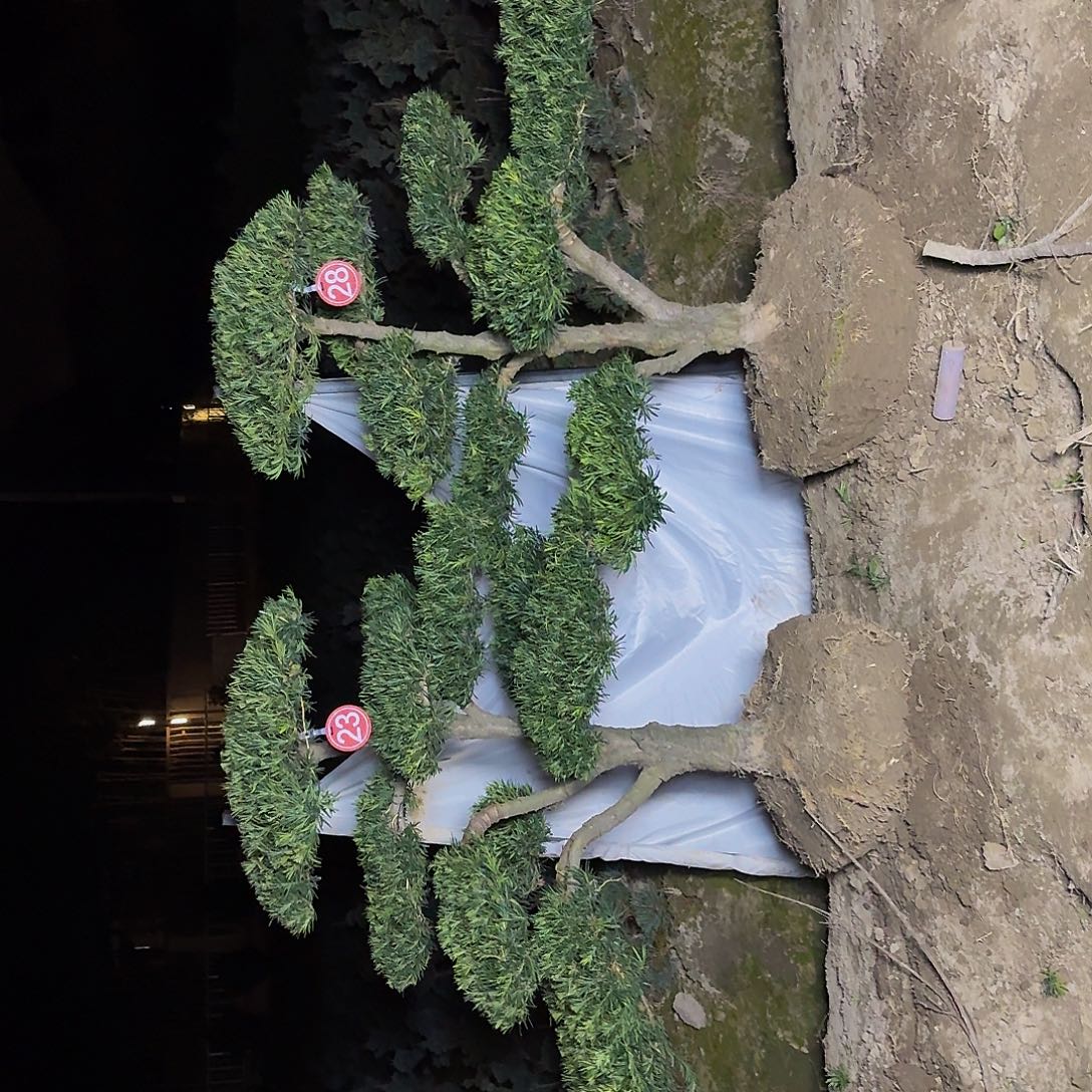 ^***嗯无花朵528155465452525425555