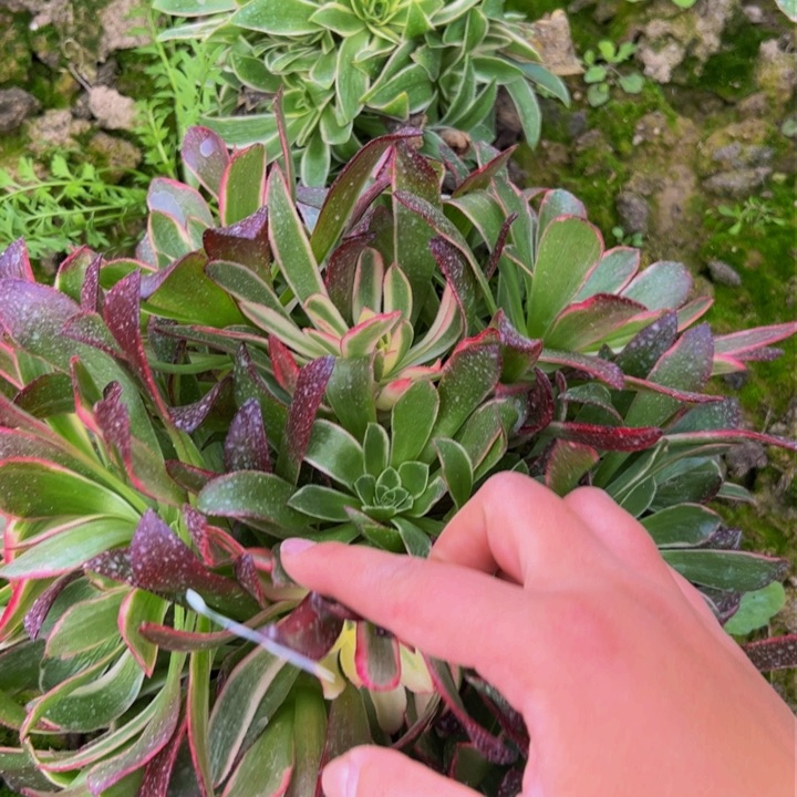 002多肉植物盆栽