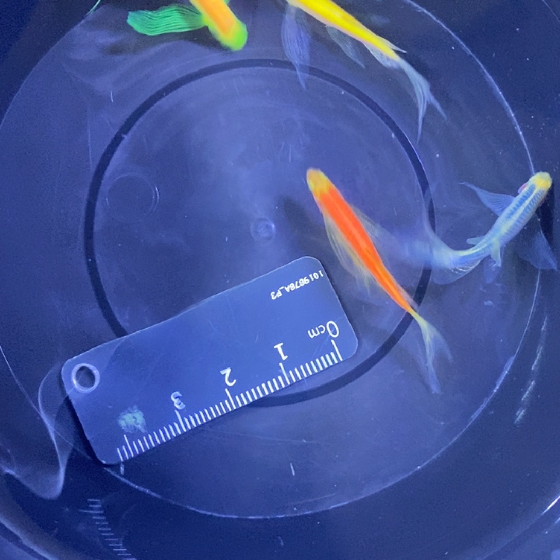 斑马鱼蝶翼斑马3.5-4厘米4条