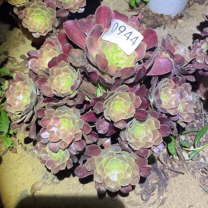 多肉植物法师944花呐