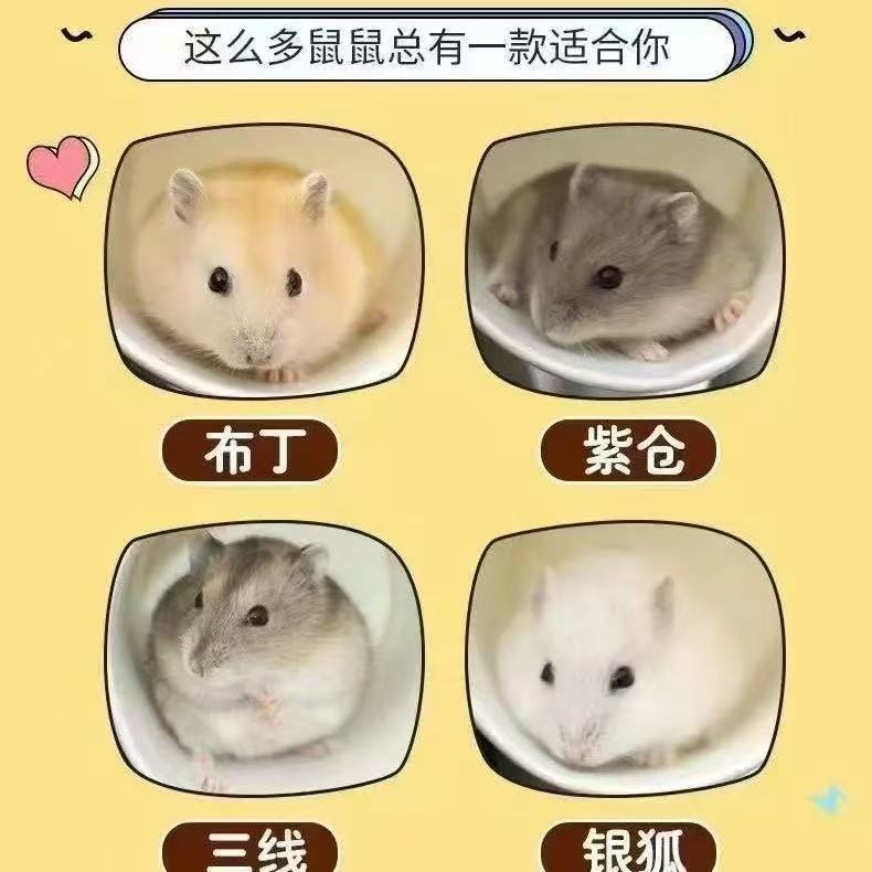 家养精品宠物仓鼠，金丝熊温顺可爱易上手