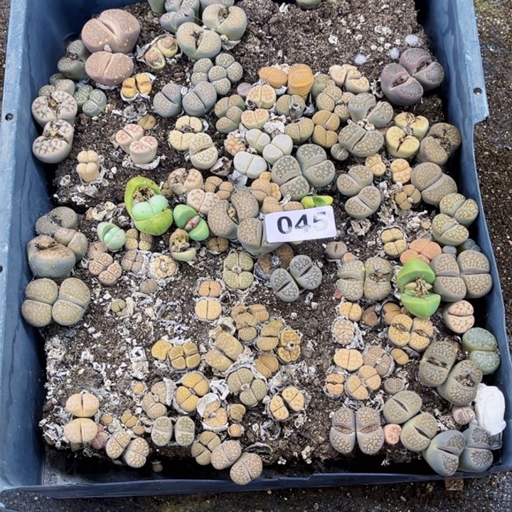 045 生石花一物一图如图初8陆续发货