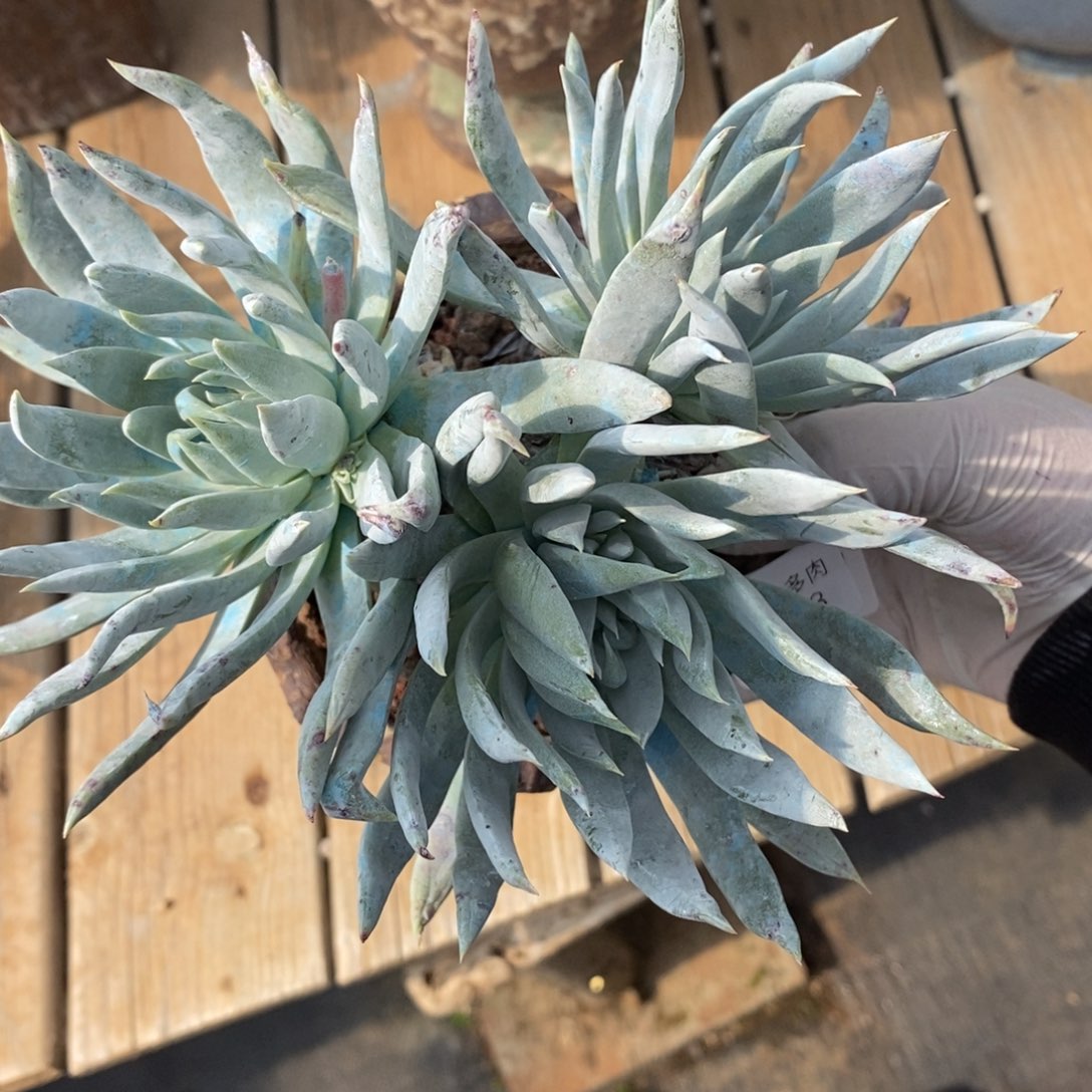 28好白雪粗腿子白菊杂