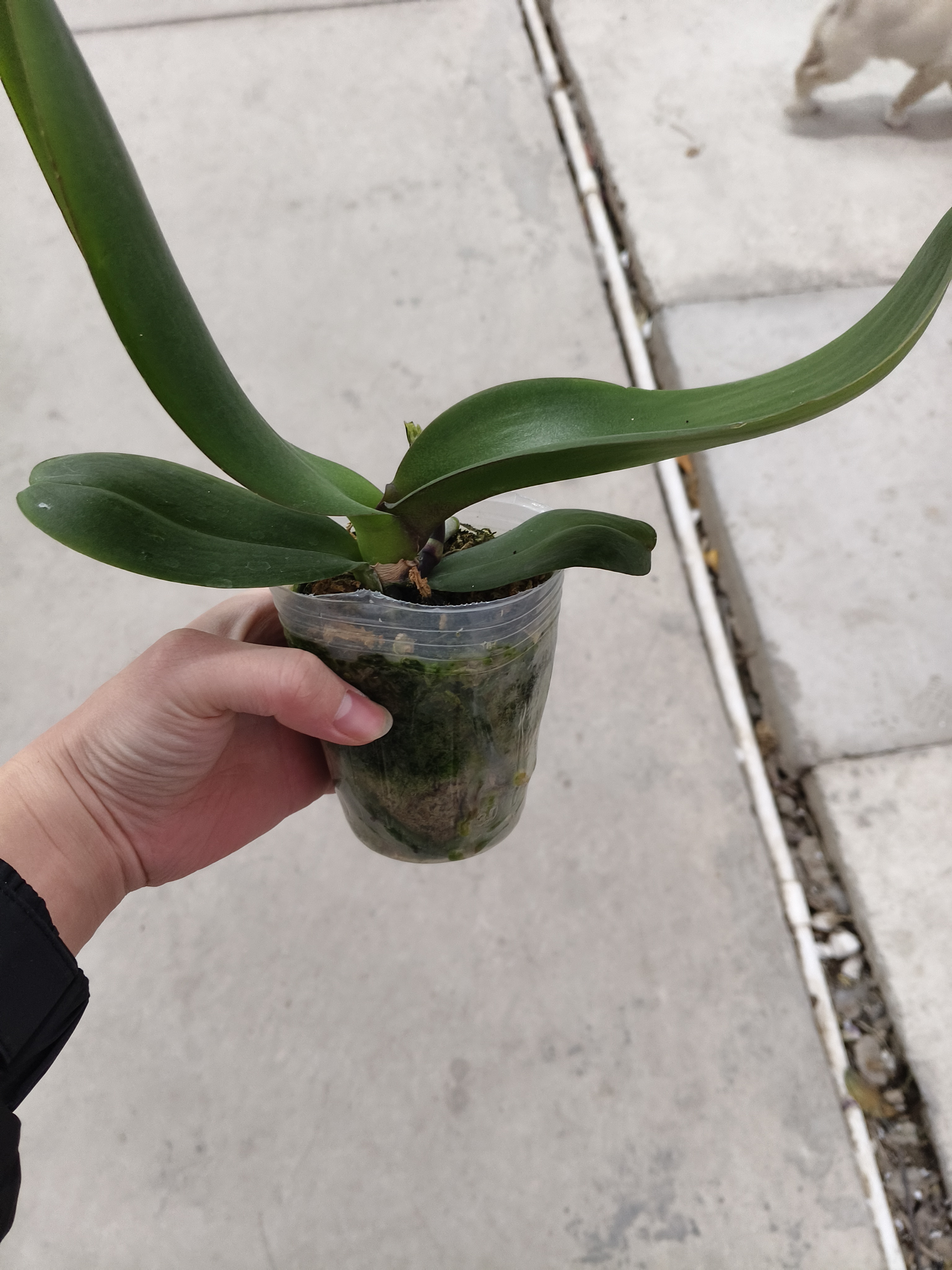 蝴蝶兰【花苗】紫粉色系经典名兰室内绿植盆栽花期长适合送礼