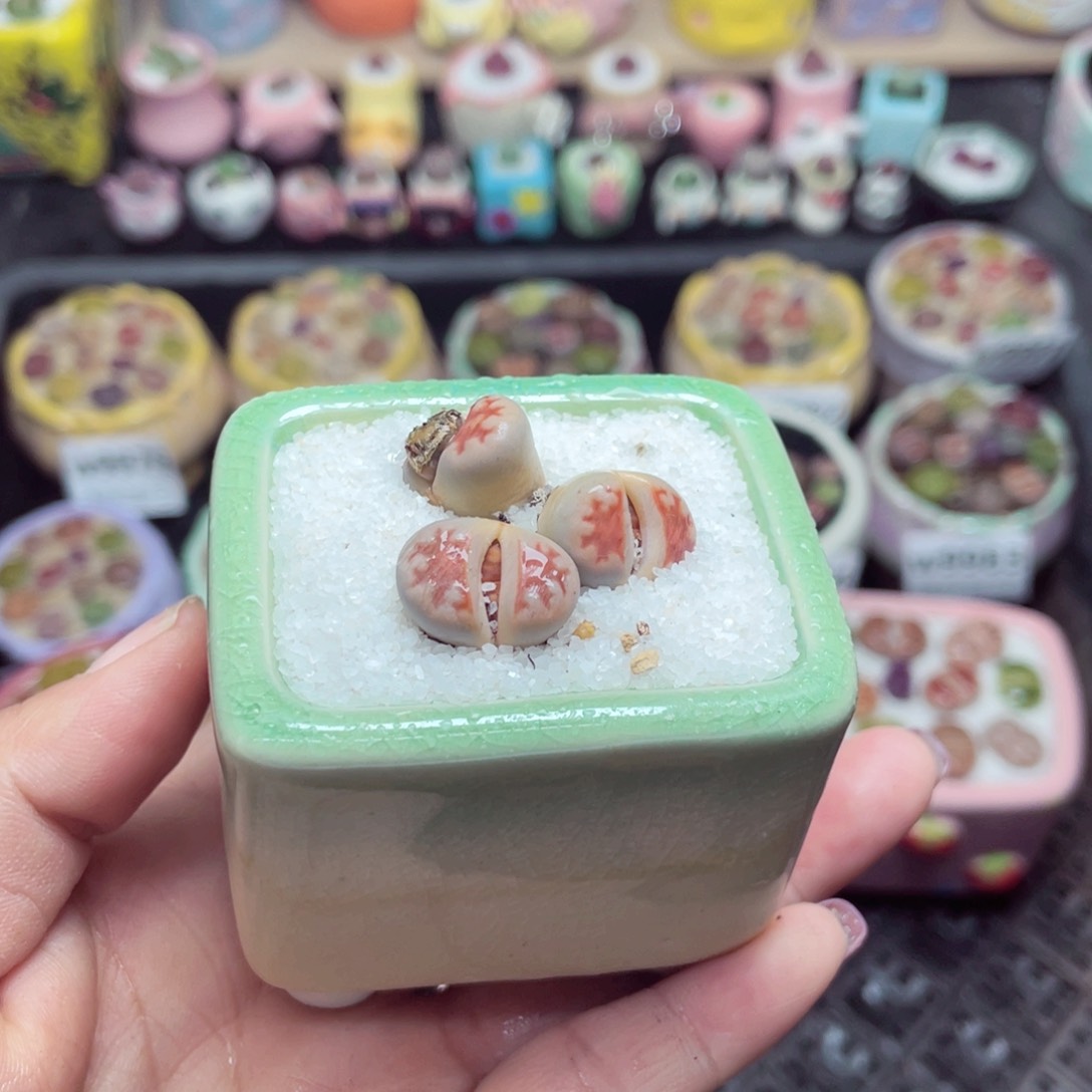 w9993 带盆土发货-零下地区拍保温箱