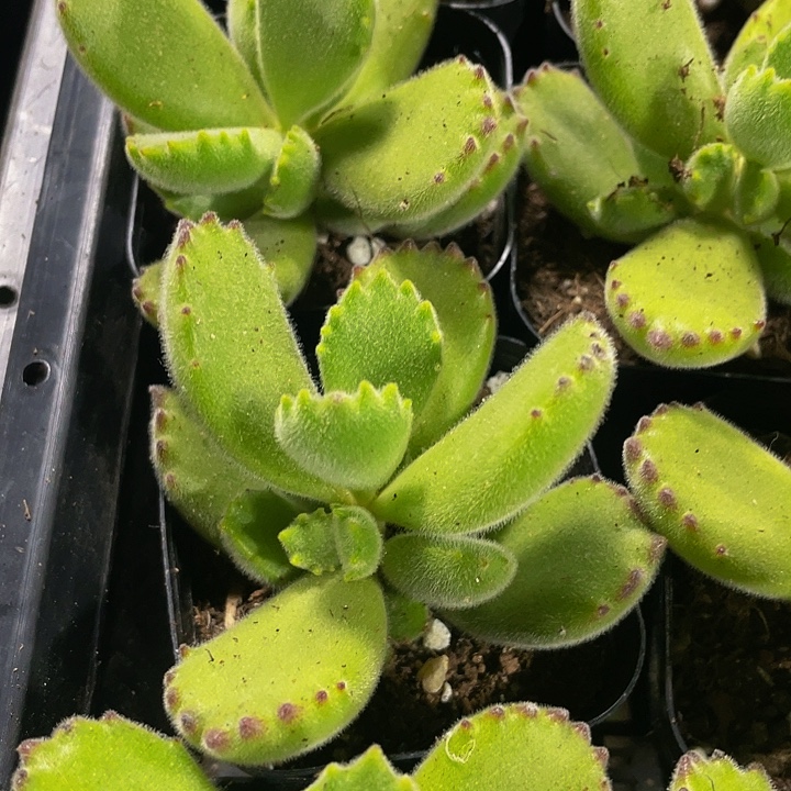 绿熊2.8带盆土发货