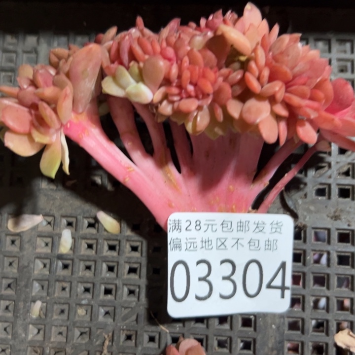 幸运的是我还在努力幸运