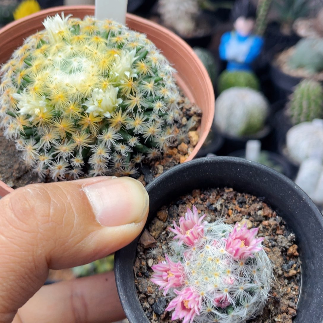 仙人球满28包邮盆5公分两颗