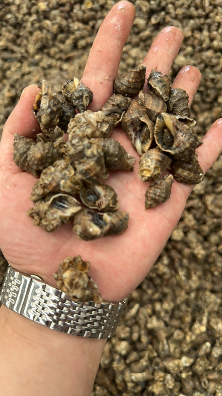 渤海本地辣螺110粒