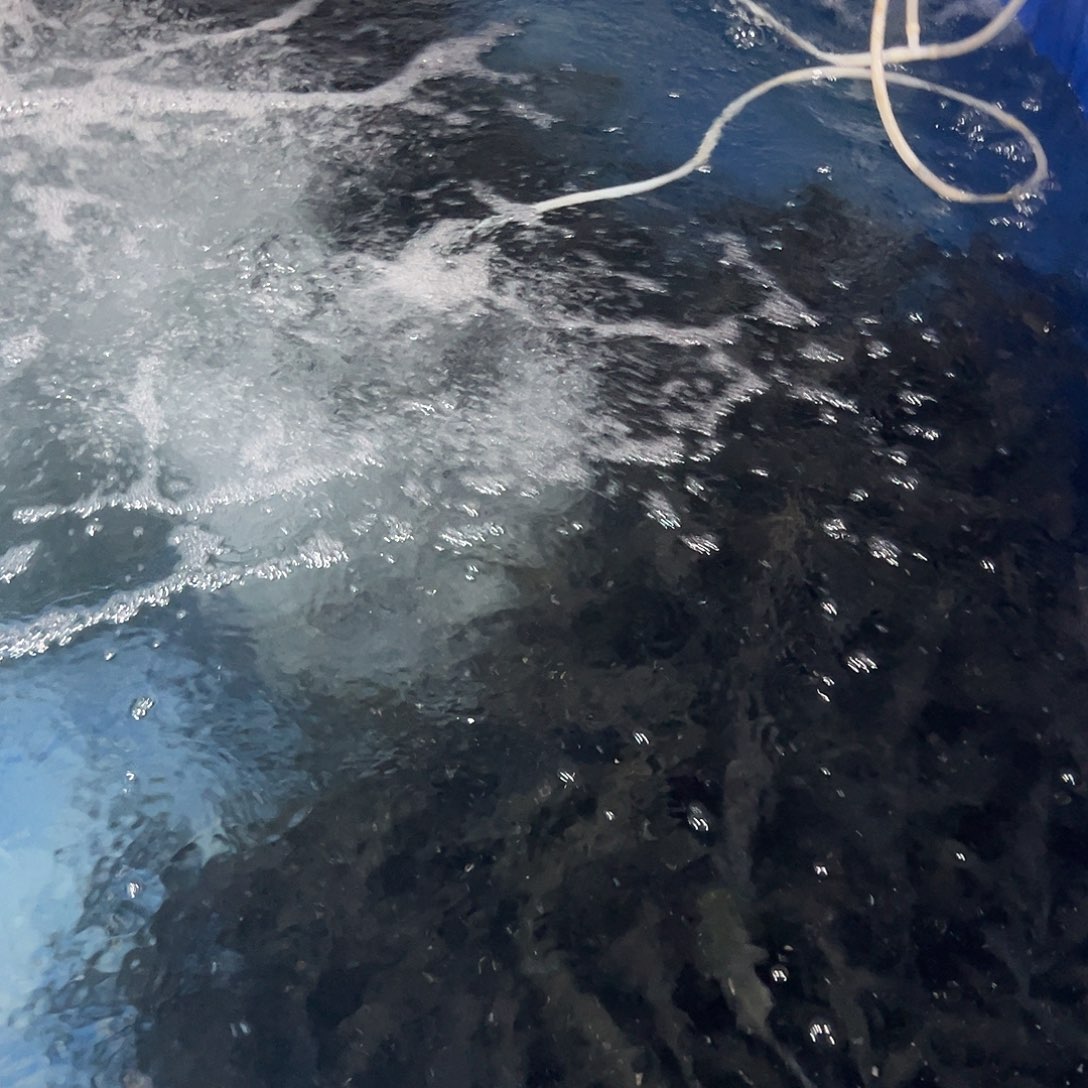 用***13条亲鱼装可以了吧