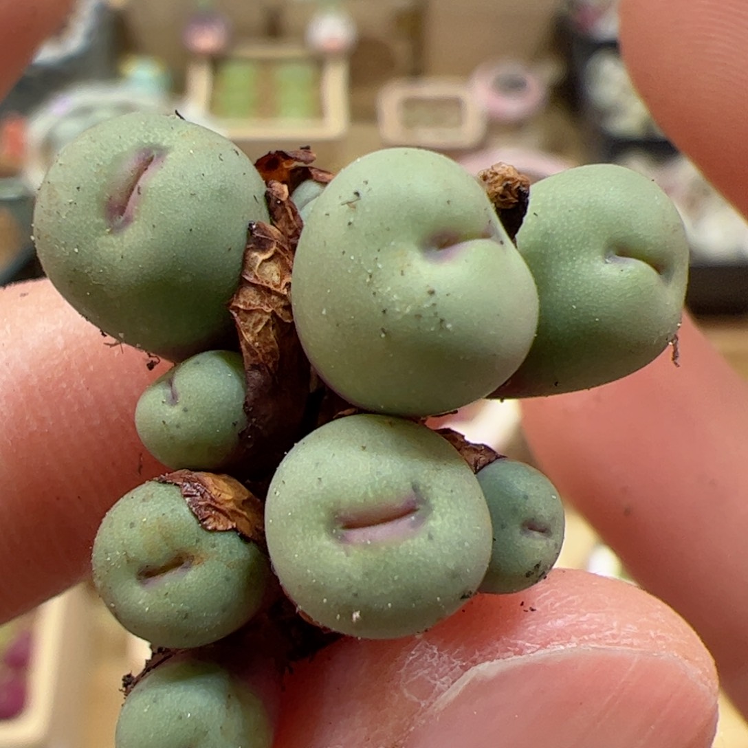 【闪购商品】285 sb1195 红嘴