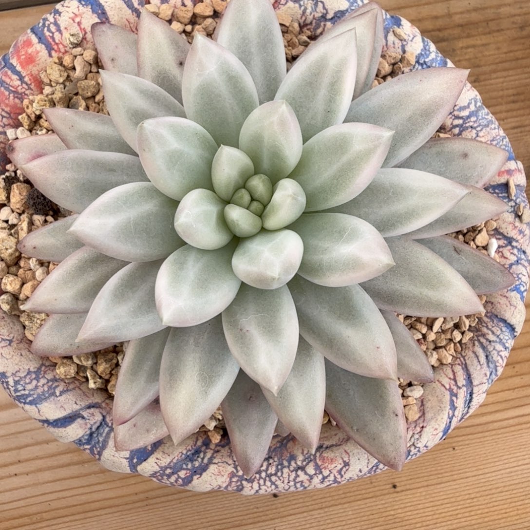 红蜻蜓锦 安吉园艺锦