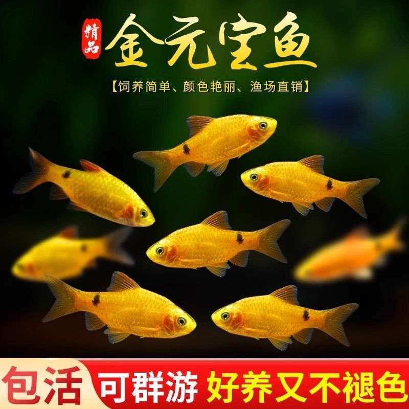 陕西发货小型淡水鱼小鱼活鱼鱼观赏鱼鱼冷水金元宝鱼包邮发货