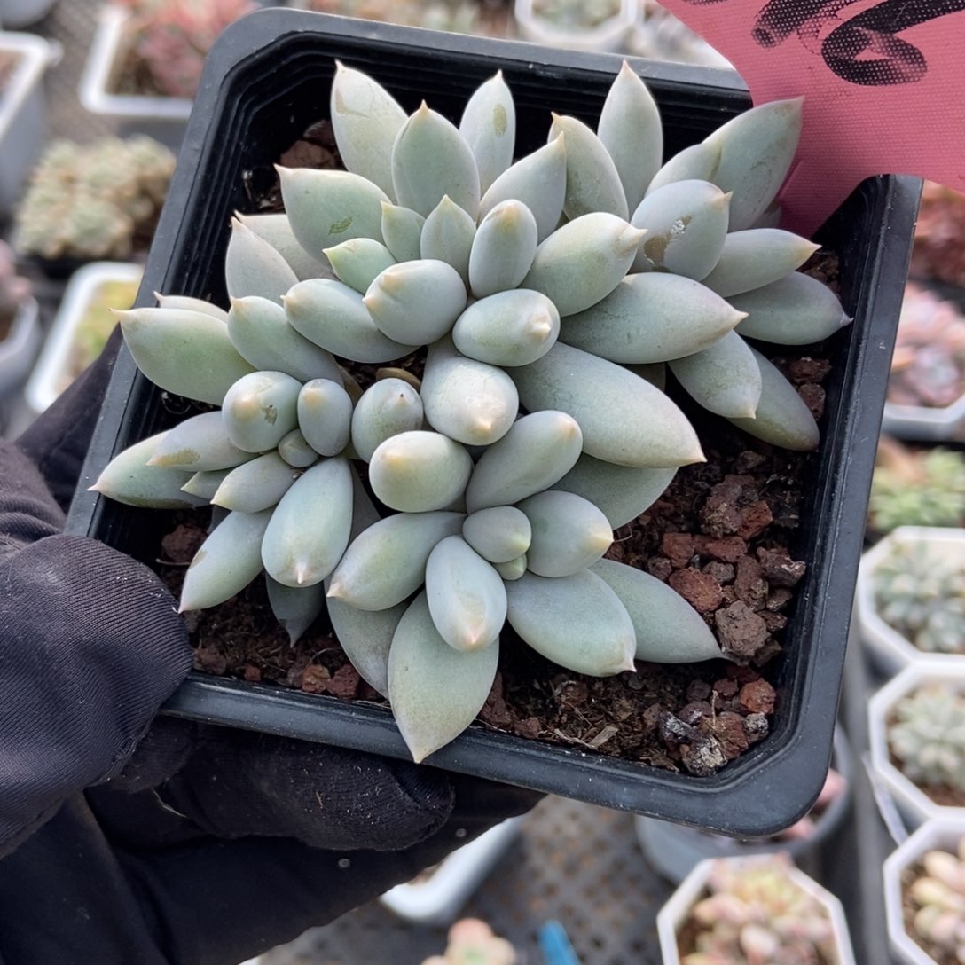376哥特多肉植物诺肉