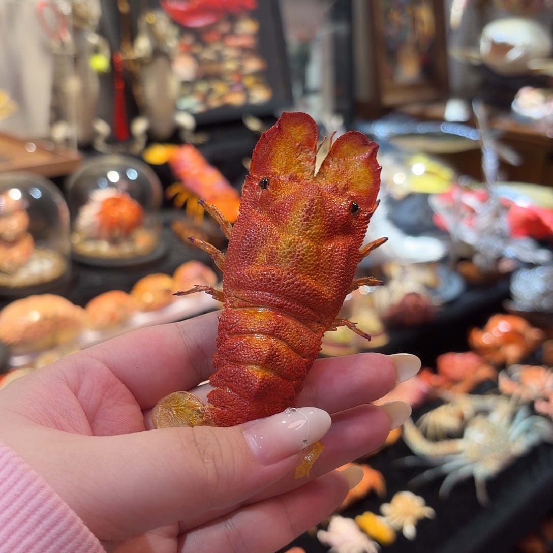 真实犀牛虾标本哦