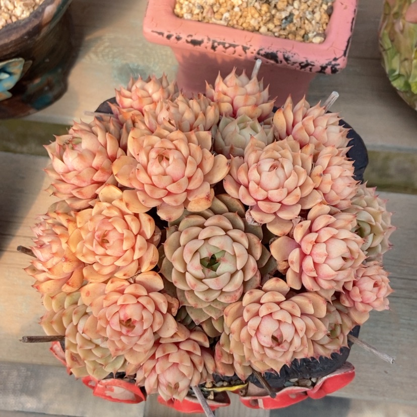 【闪购商品】苯巴蒂斯