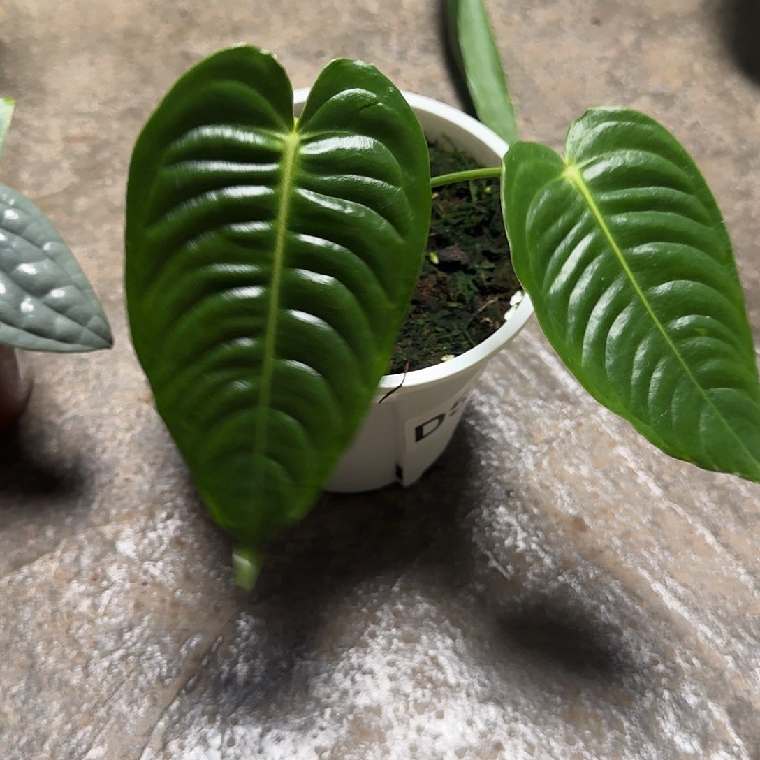 崔***呀完全开放D57火鹤王