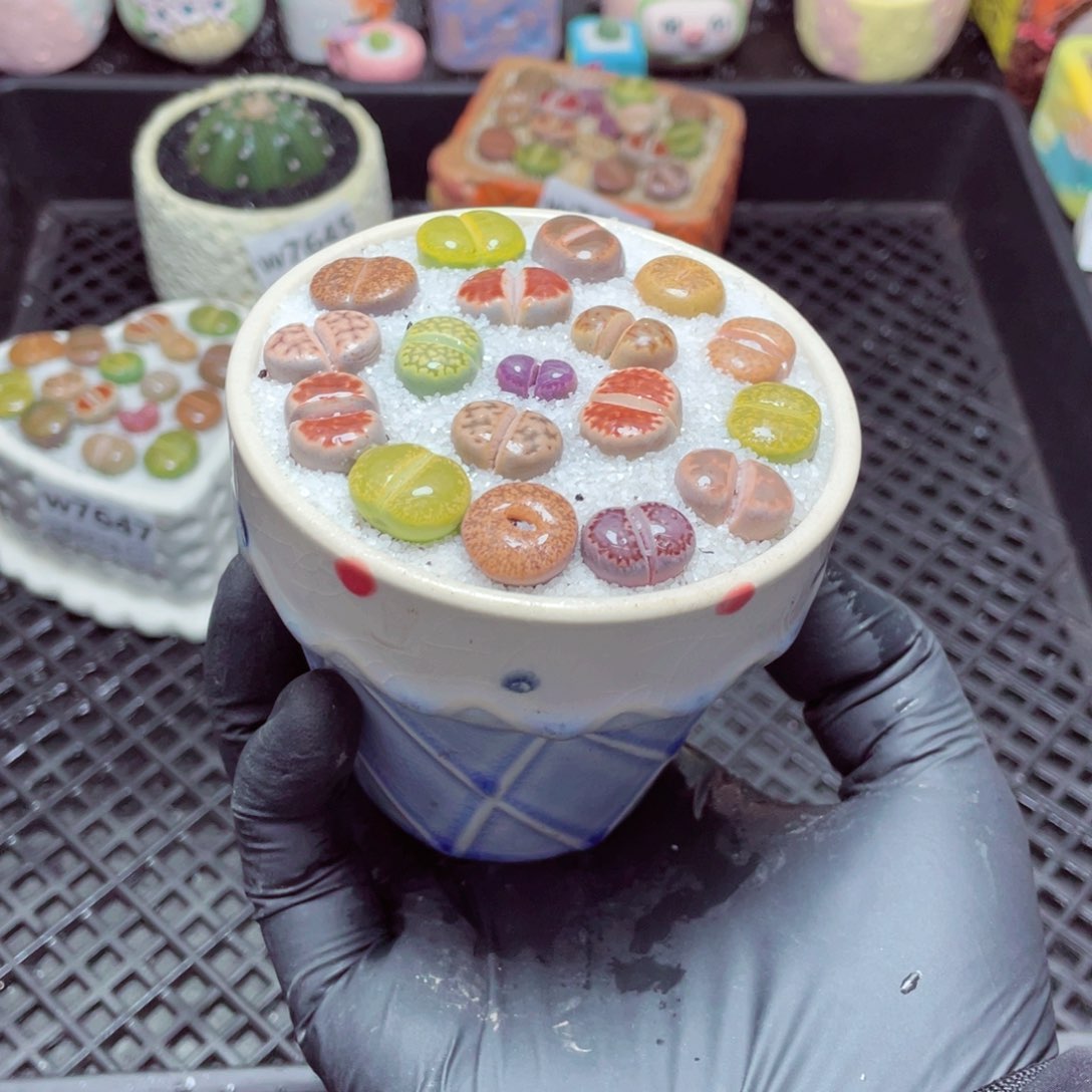 w7649-带盆土发货，零下地区拍保温箱