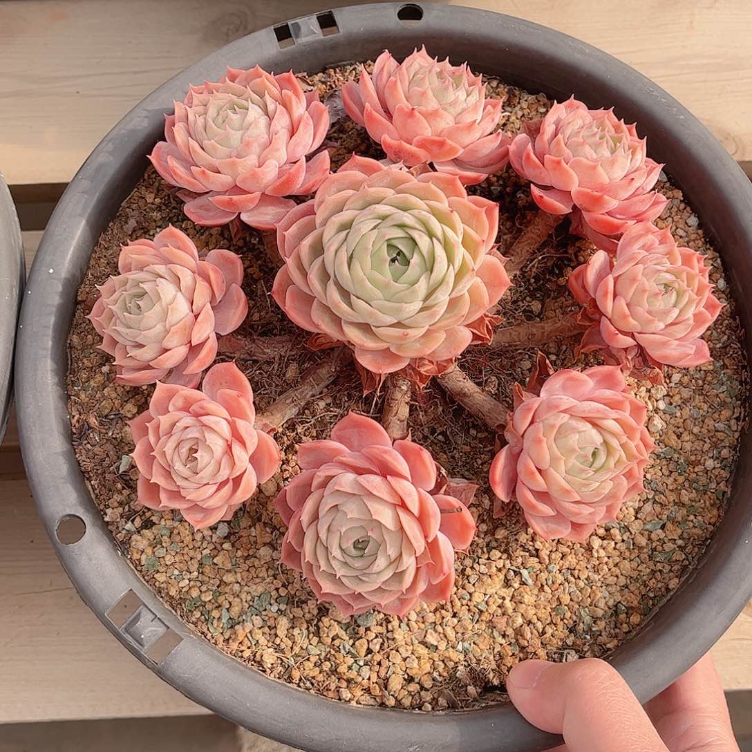 灿*昂斯洛捧花精品多肉