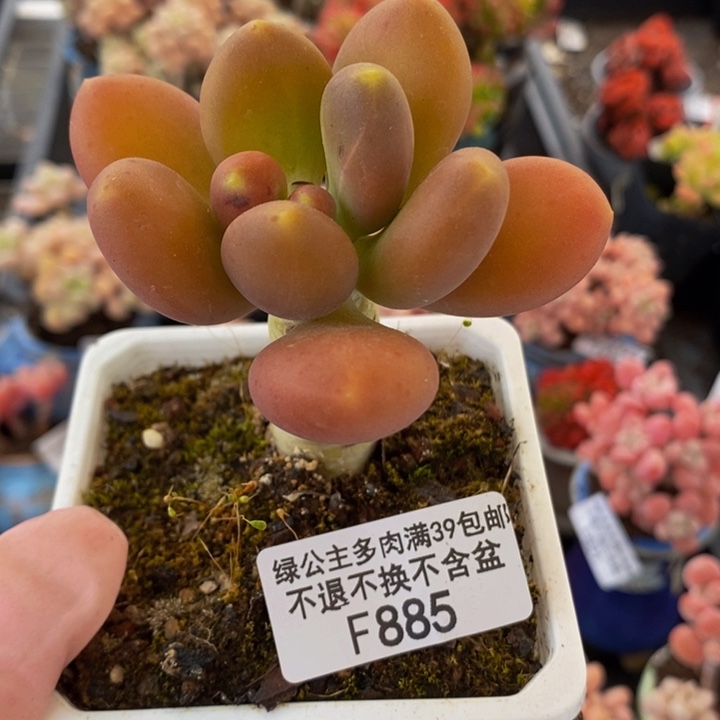 金蝉单头885多肉植物