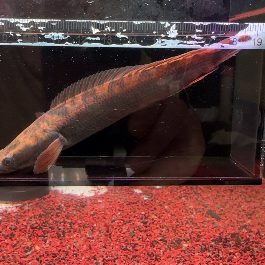 雷龙鱼庞卡兰布翁对图一条