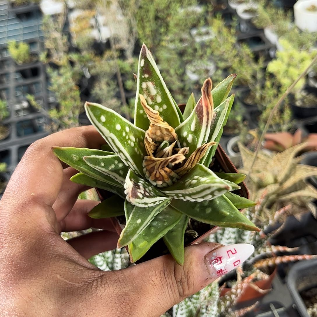 半***半109411一物一拍单头