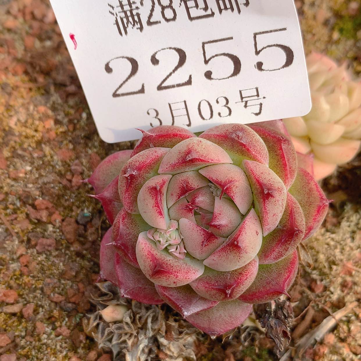 【闪购商品】云2255