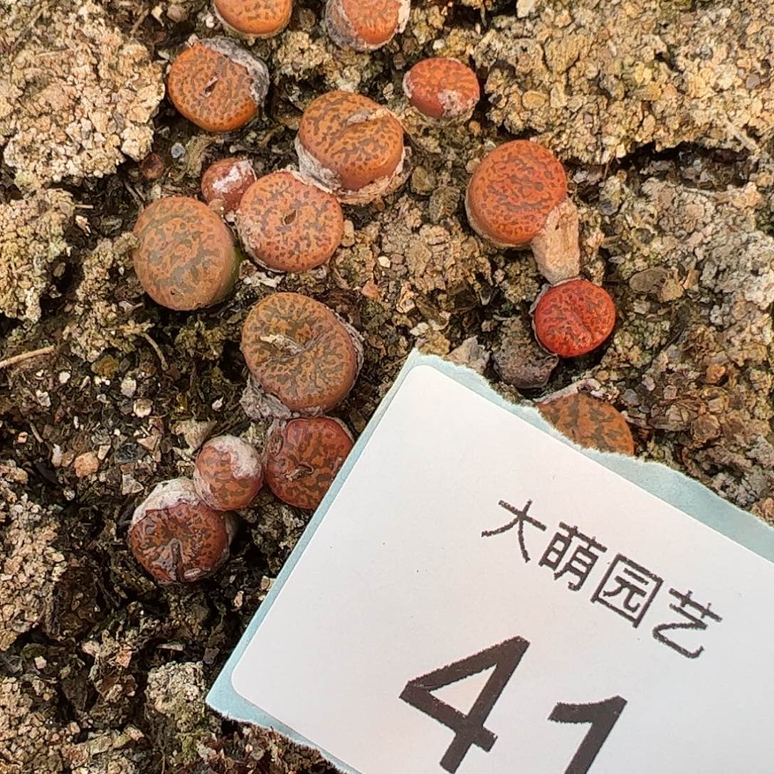 000041量拍1443.2591朱雀勋章单头3颗