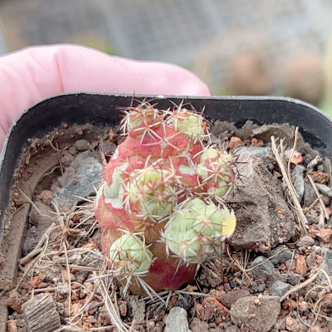 帝王丸群生仙人球自根