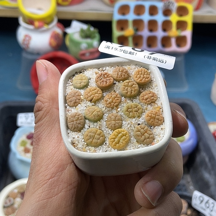 969大舅生石花肉锥多肉