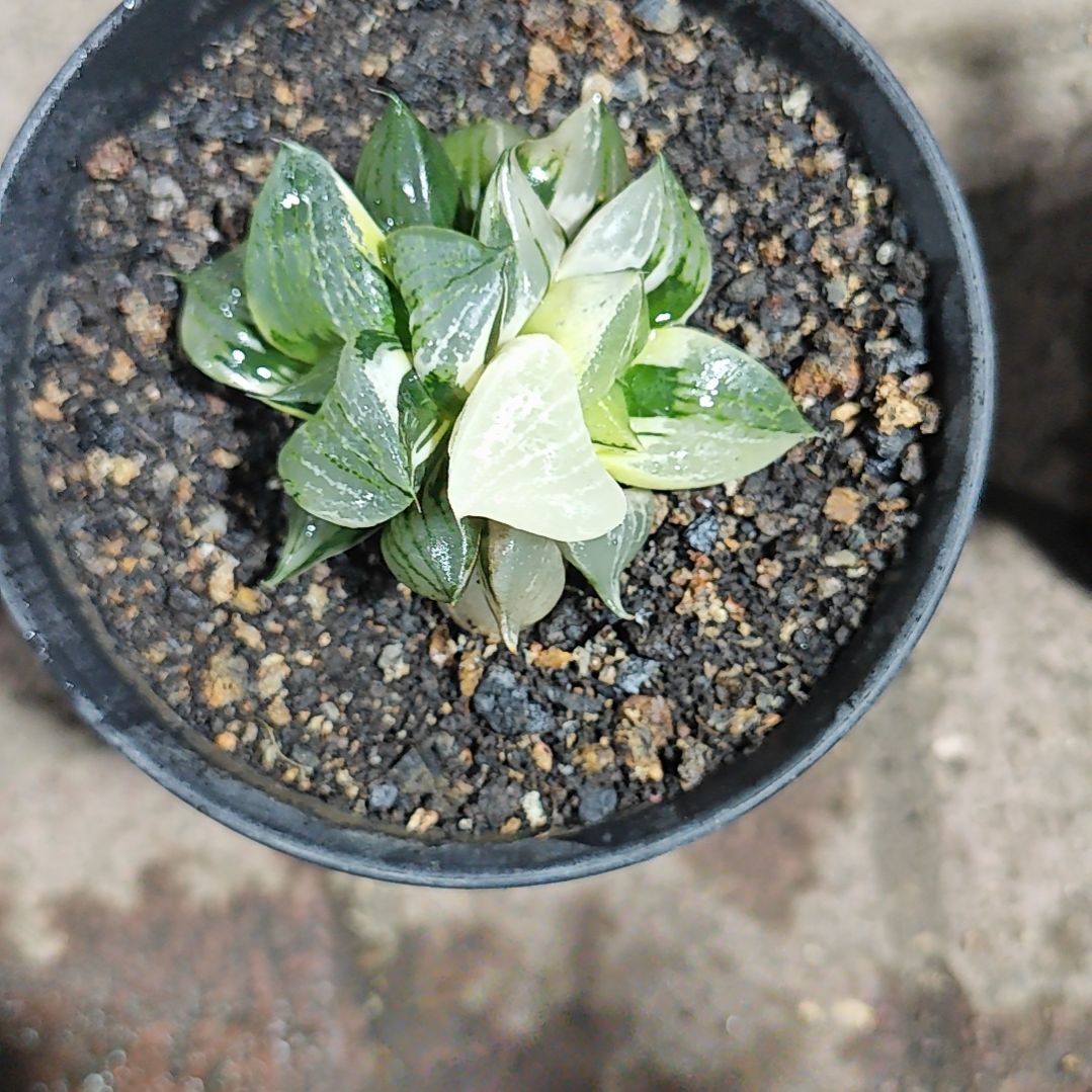果般若一颗多肉植物原盆
