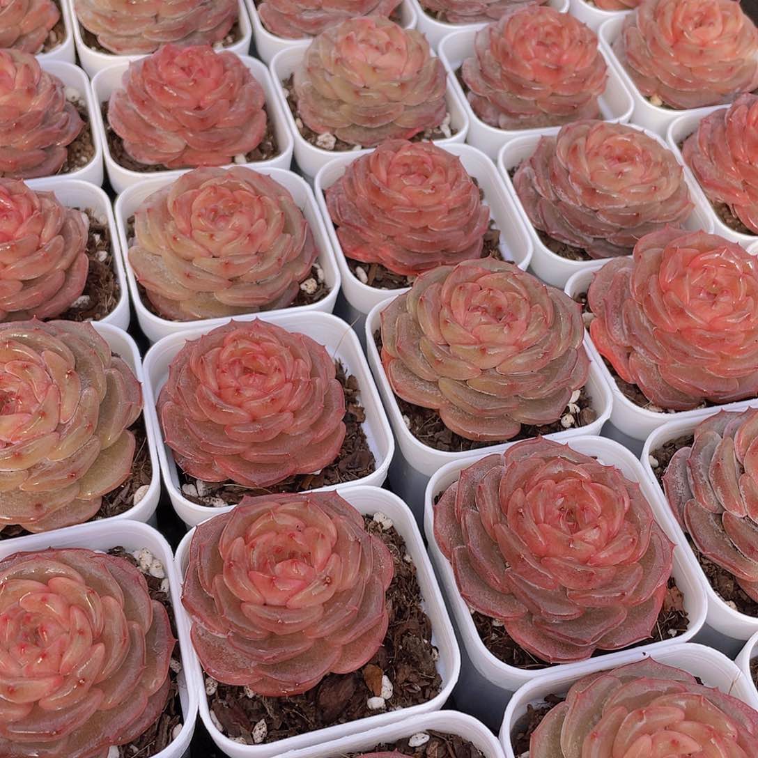 量拍42号 糖心秋海棠单头一个