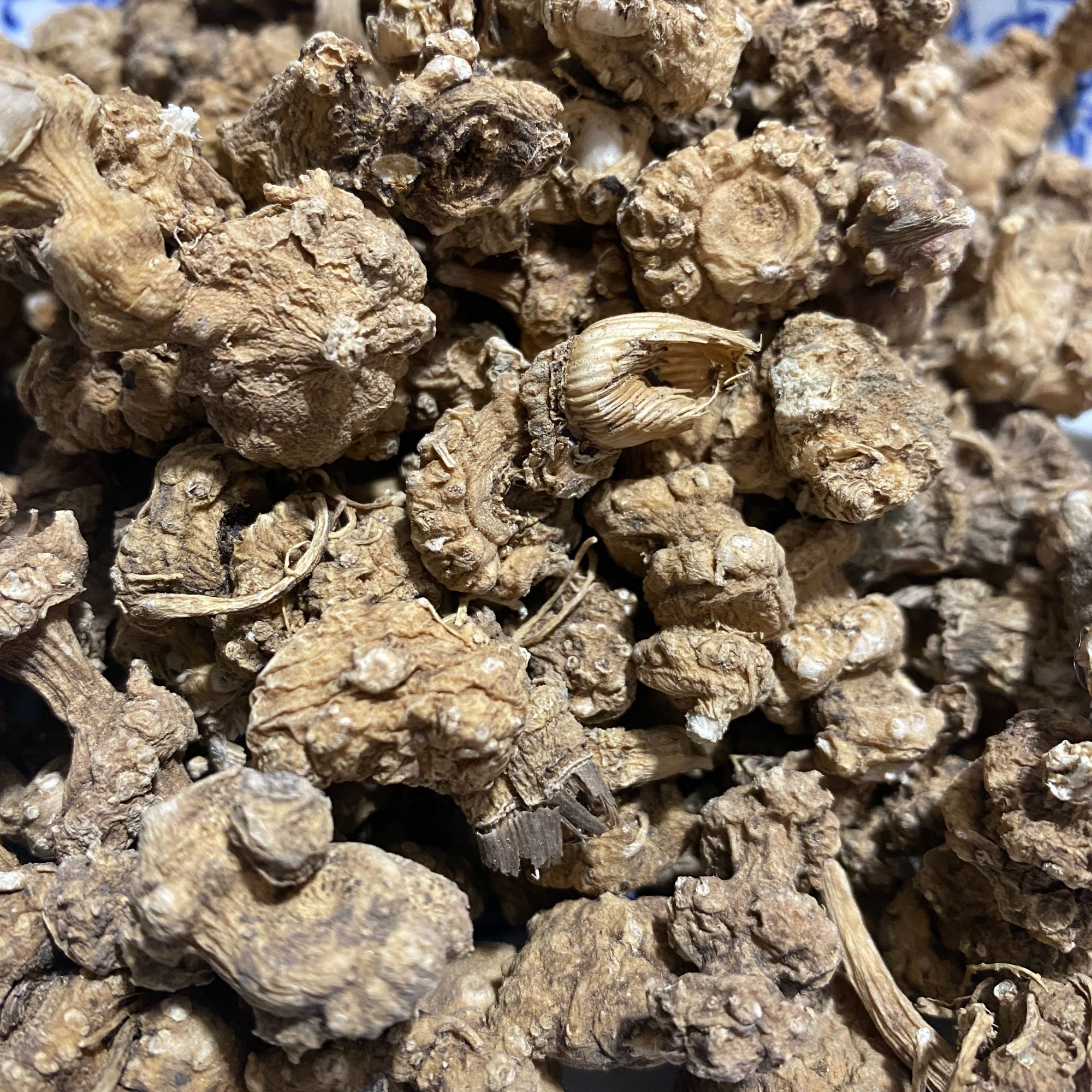 扣子七 大个头 秦岭