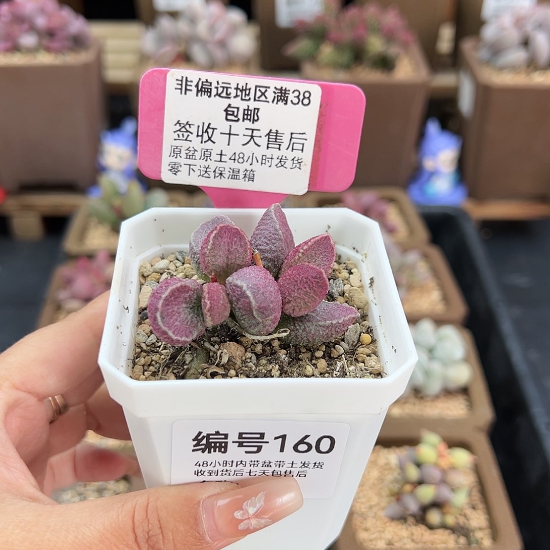M****✨160哈默猪肝多肉植物
