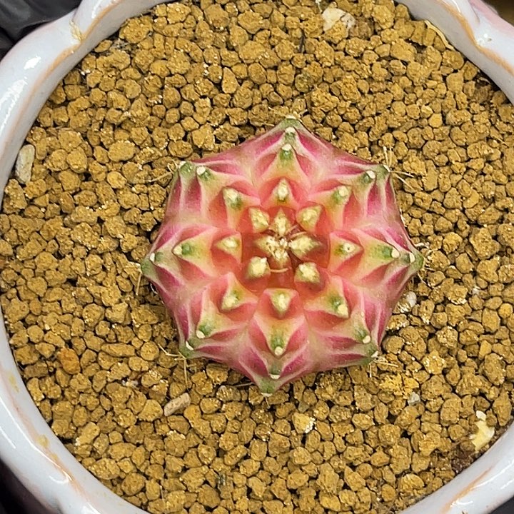 神品皇室轮回 一物一拍