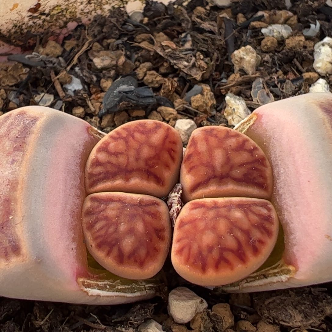 853多肉植物百科