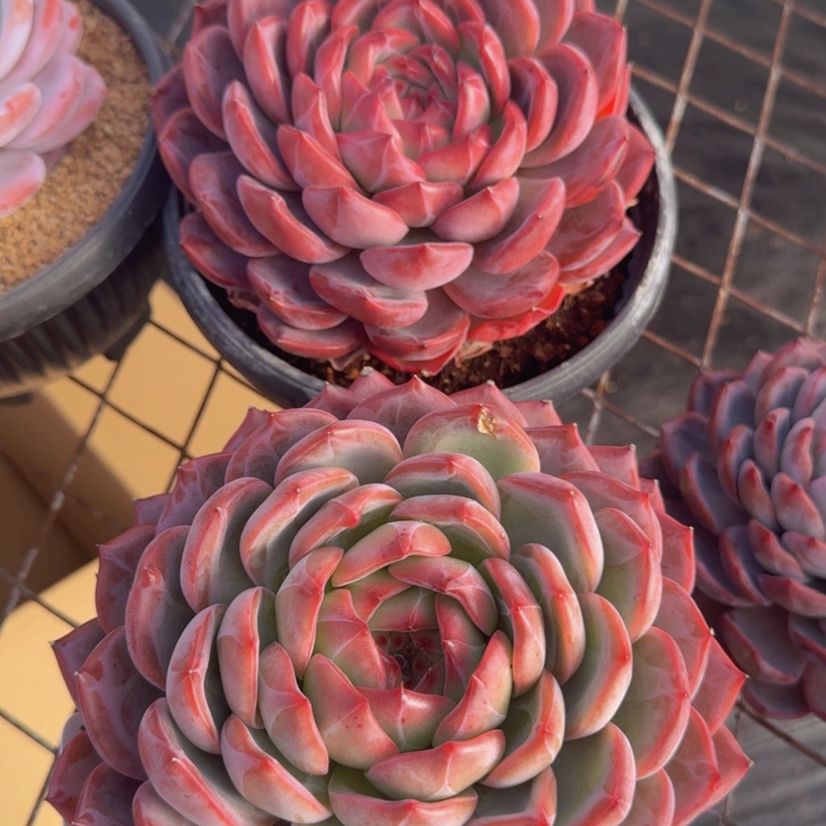 【闪购商品】母本红鸾39.9